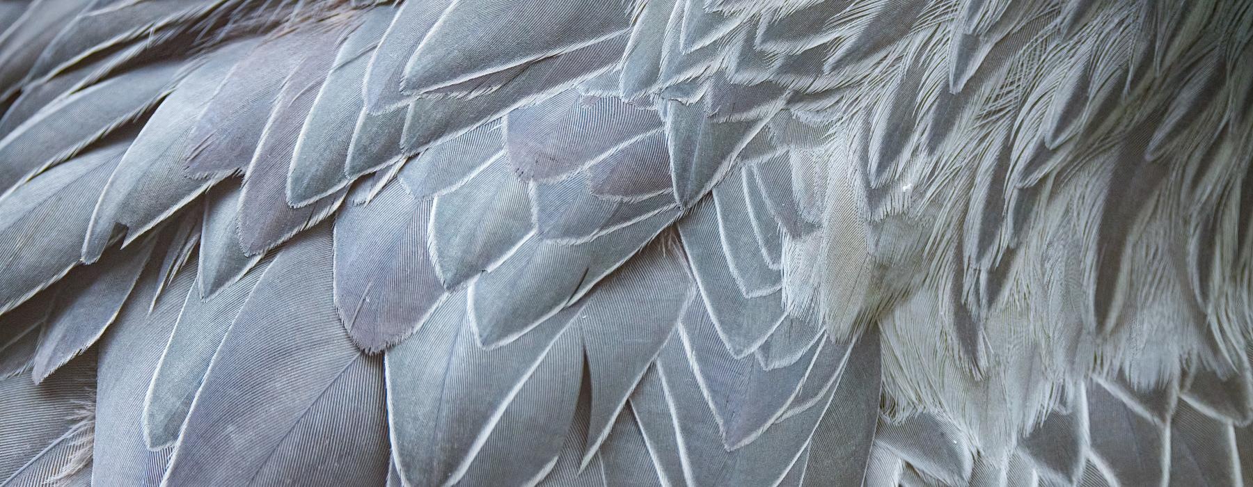 a close-up of a birds feathers