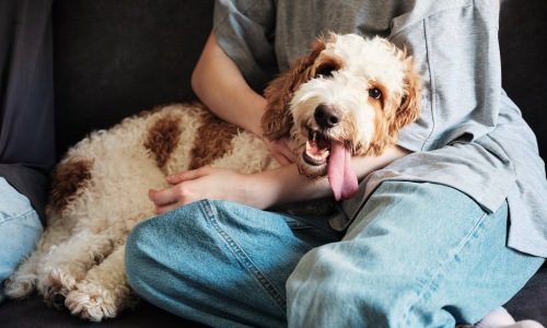 Pet-Friendly Arlington Living Cover Image